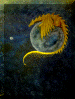 drake.gif (494852 byte)